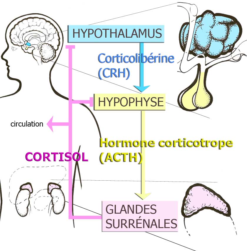 Axe hypothalamo-hypophyso-surrénalien (axe HHS) ou Axe hormonal du stress